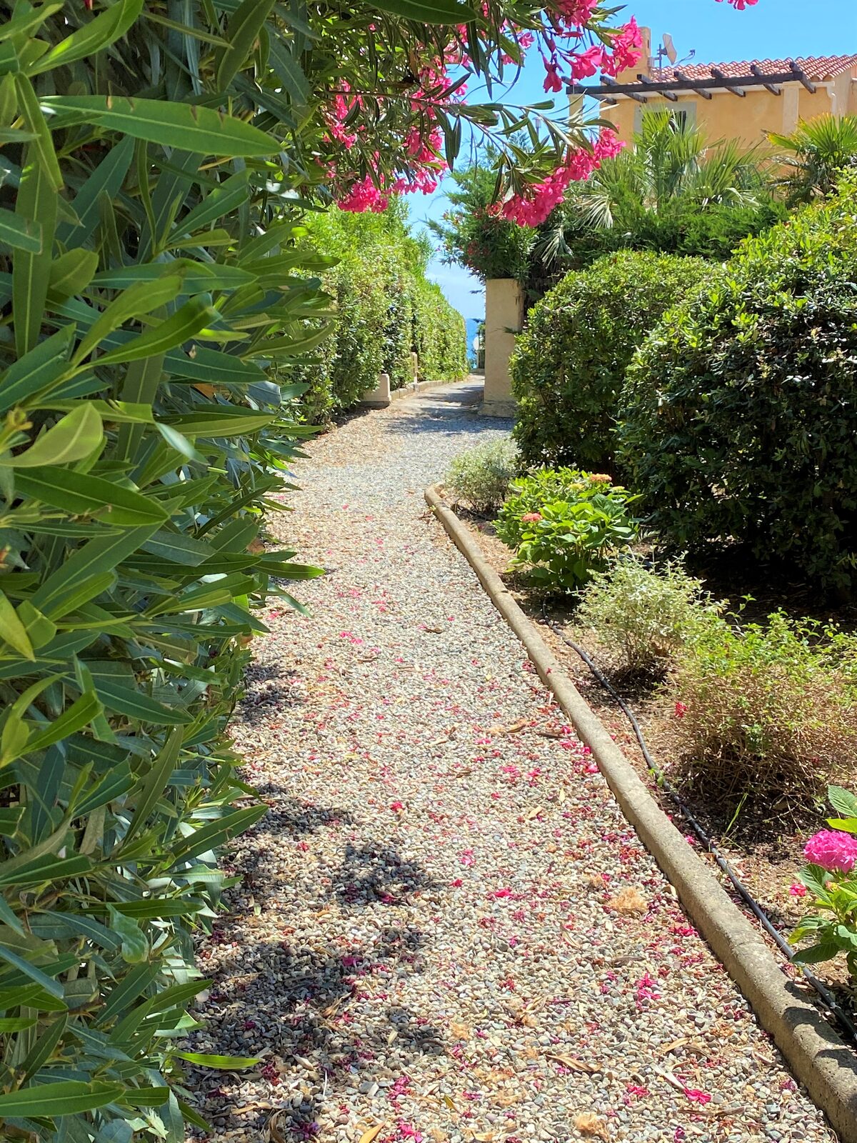 Allée fleurie de la résidence